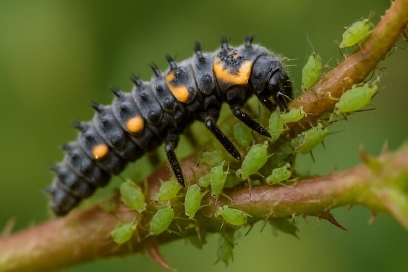 cocciniglie nella lotta agli afidi