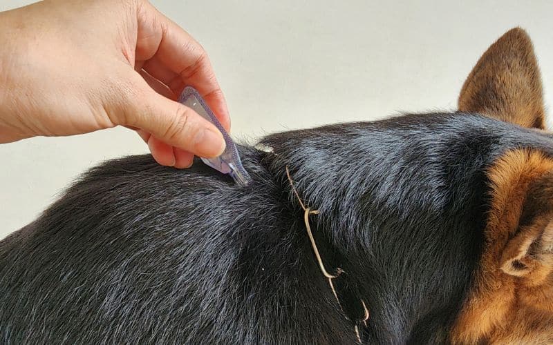 foto di un cane con le pulci