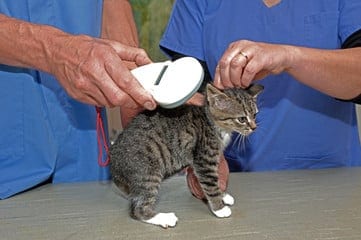foto di un gattino piccolo portatore di pulci