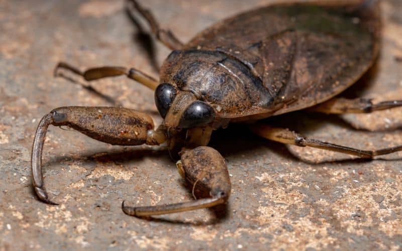 cimice d'acqua gigante