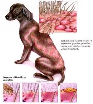 dermatite da pulci cane