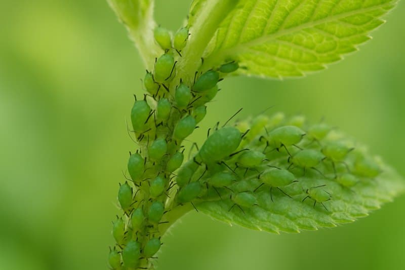 Immagine di pidocchi delle piante colore verde