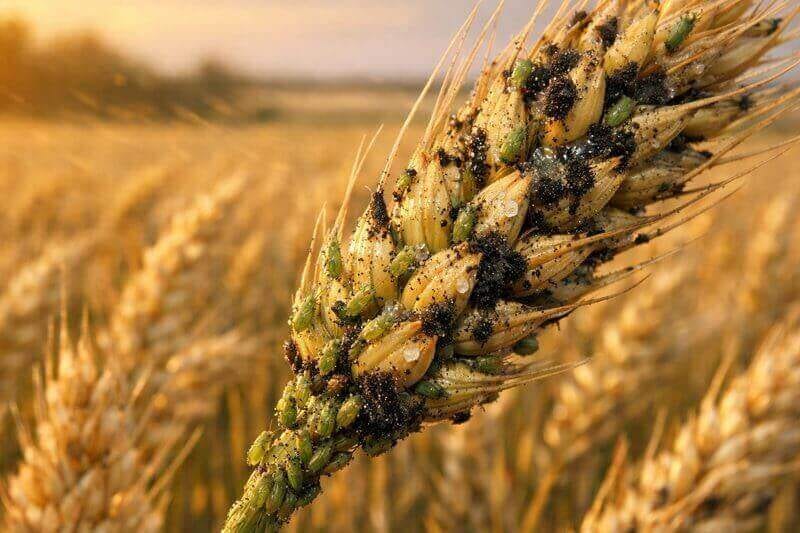 immagine header afide del frumento